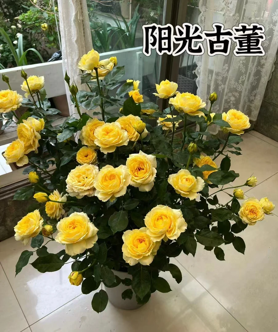 【阳光古董】可儿茁时花园精选月季 根接精品苗抗病耐热清香勤花