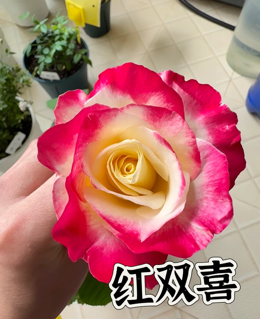 【红双喜】可儿茁时花园精选月季 根接精品露天苗浓香抗病