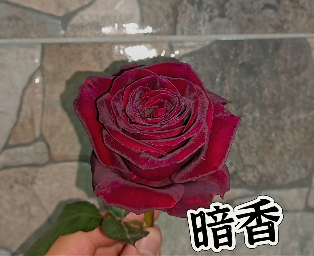 【暗香】可儿茁时花园精选月季 根接精品苗浓香抗病勤花灌木月季