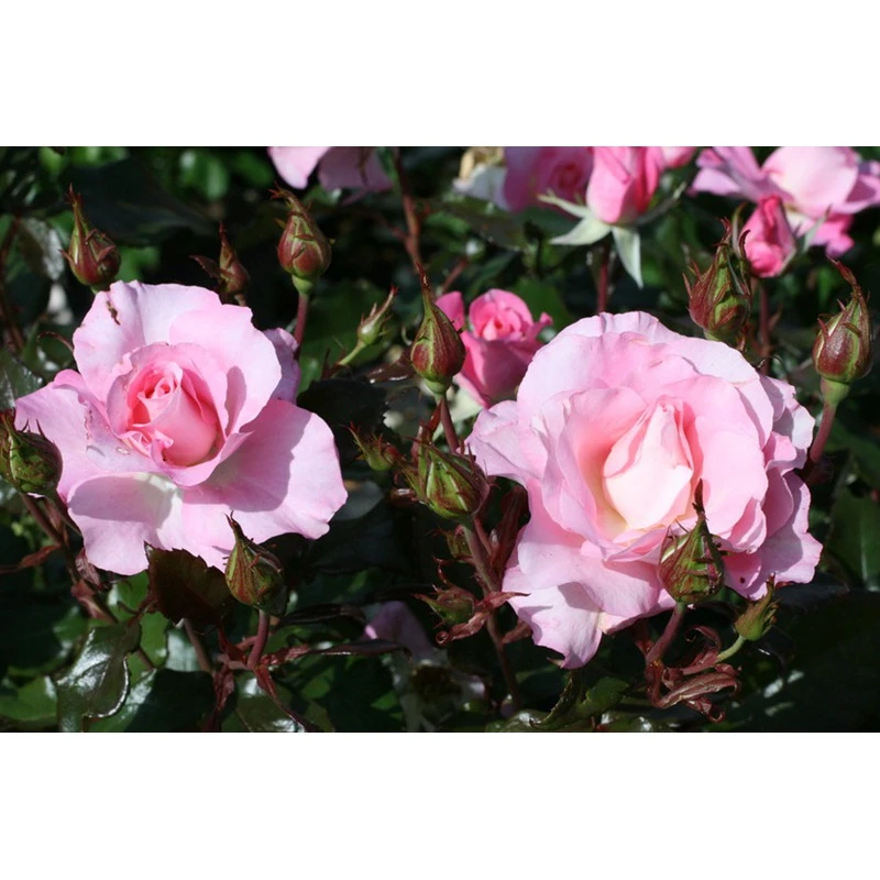 【茁时花园】可儿精选月季调香大师卡尔斯新品 以主图为准！根接灌木