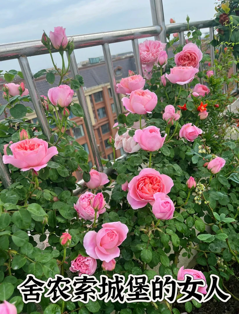 【舍农索城堡的女人】可儿茁时花园精选月季根接精品苗强香藤本月季