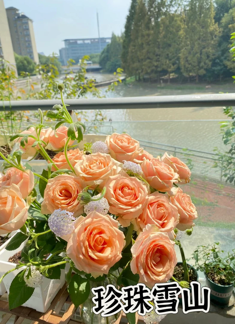 【珍珠雪山】可儿茁时花园精选月季根接精品露天苗灌木淡香勤花抗病