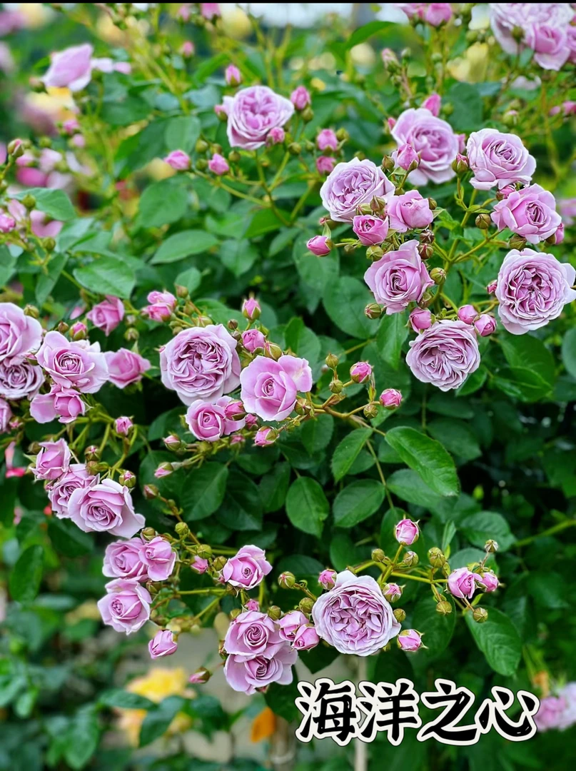 【海洋之心】可儿茁时花园精选月季 精品根接苗灌木淡香抗病ADR认证