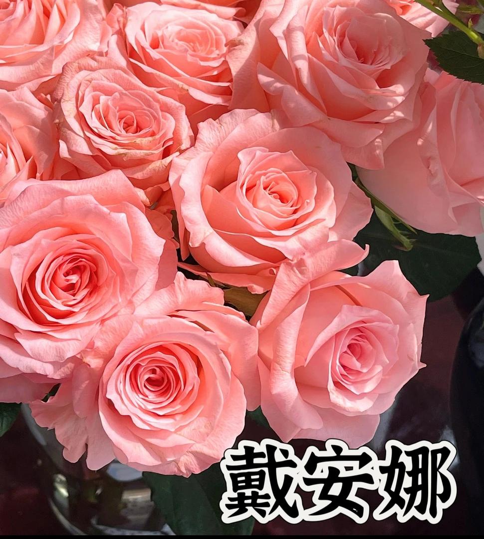 【戴安娜】可儿茁时花园精选月季 根接精品苗淡香勤花抗病强耐热