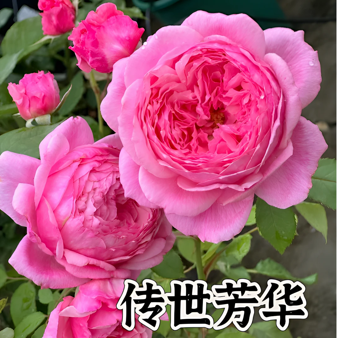 【传世芳华】可儿茁时花园精选月季根接精品露天苗灌木勤花抗病耐热
