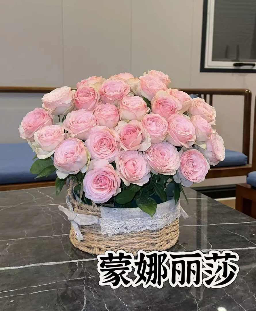 【蒙娜丽莎】可儿茁时花园精选月季 根接精品灌木苗浓香勤花月季花