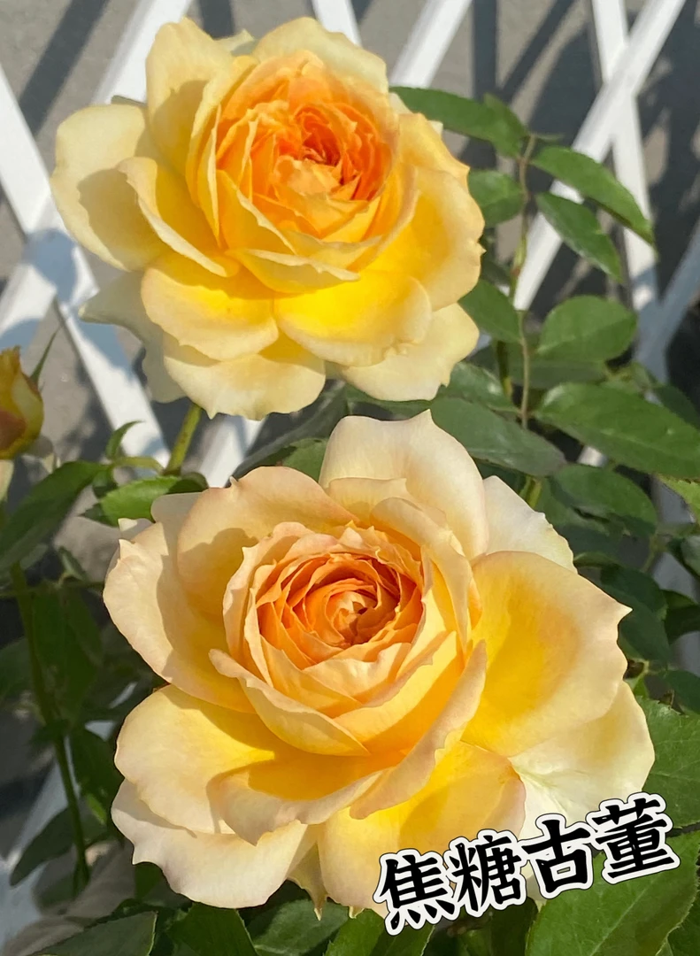 【焦糖古董 】可儿茁时花园精选月季精品根接苗灌木勤花抗病