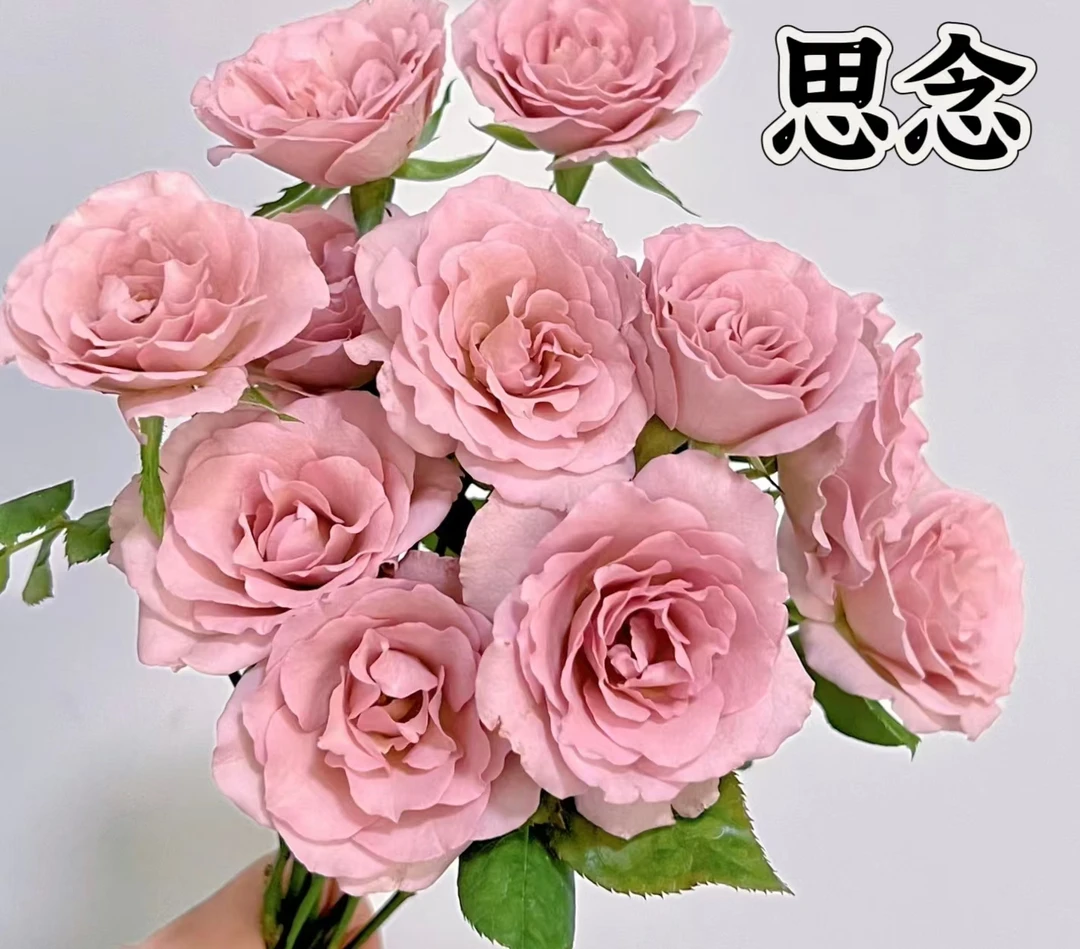 【思念】可儿茁时花园精选月季 精品根接苗 灌木 浓香 丰花 抗病