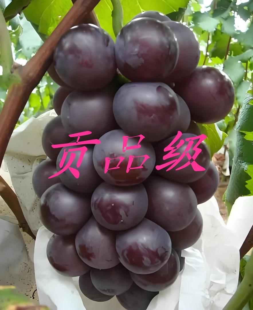 果王【贡品级】24年头茬巨峰葡萄上市新鲜应季孕妇水果酸甜可口整箱