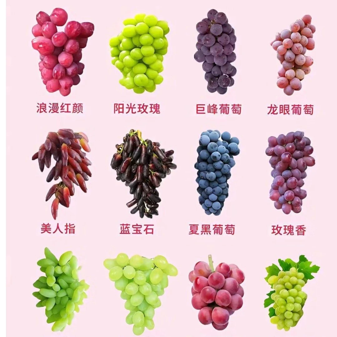 【今日活动】5斤上海马陆葡萄玫瑰香巨峰阳光玫瑰等现摘现发 葡萄