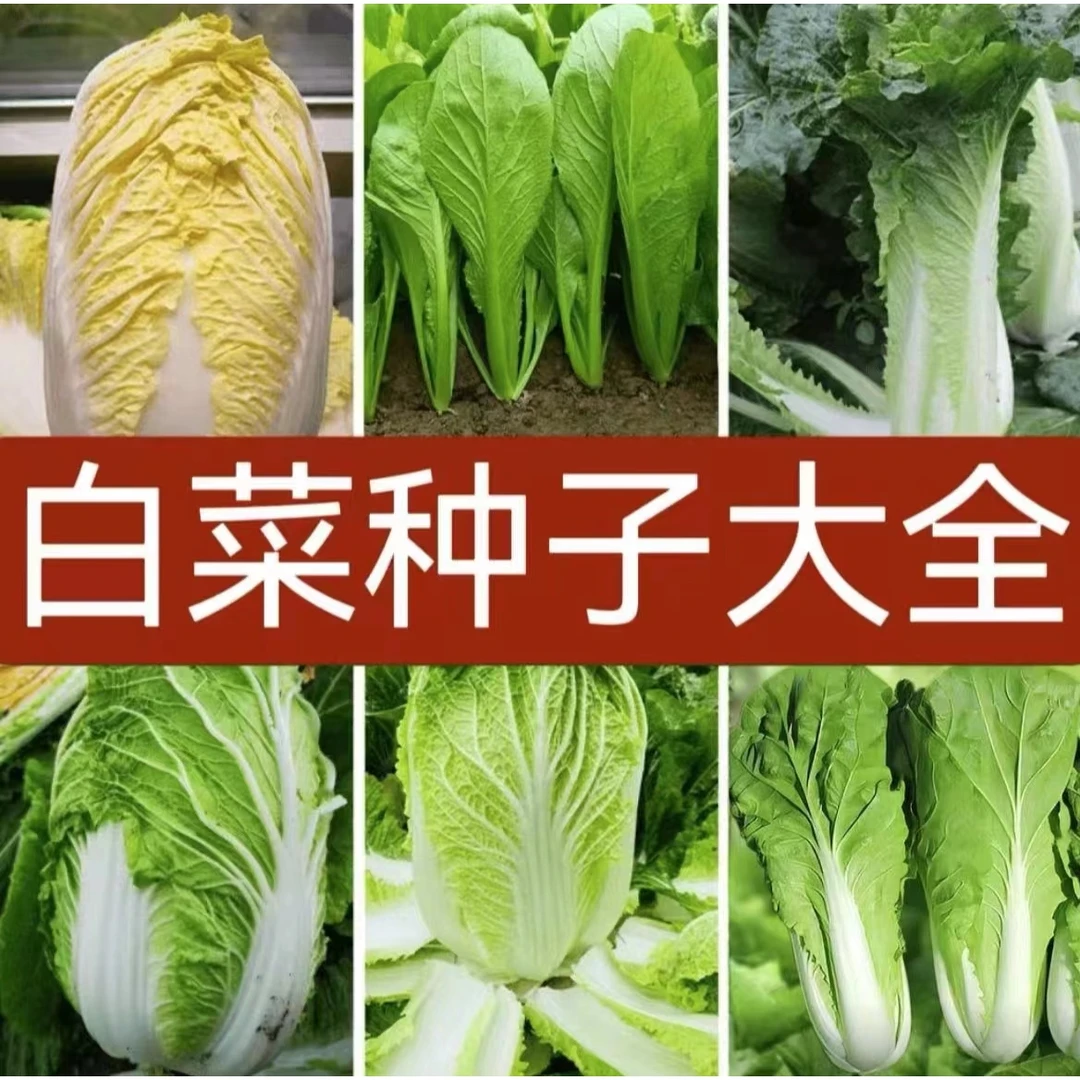 白菜种子大全各种白菜应季种子大白菜小白娃娃菜种子