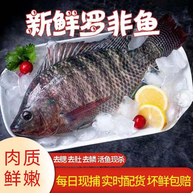 【活鱼现杀】罗非鱼新鲜淡水鱼罗非鱼福寿鱼烧烤活鱼现杀酸菜鱼包邮