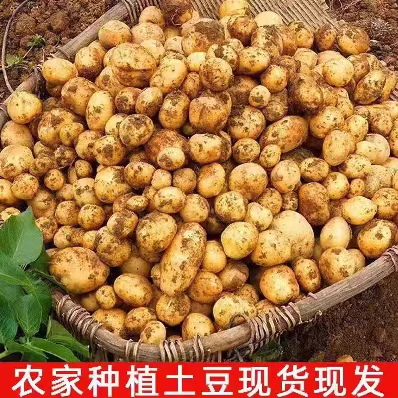 重庆巫山农家自种黄心小土豆老品种本地洋芋高山土豆新鲜马铃薯