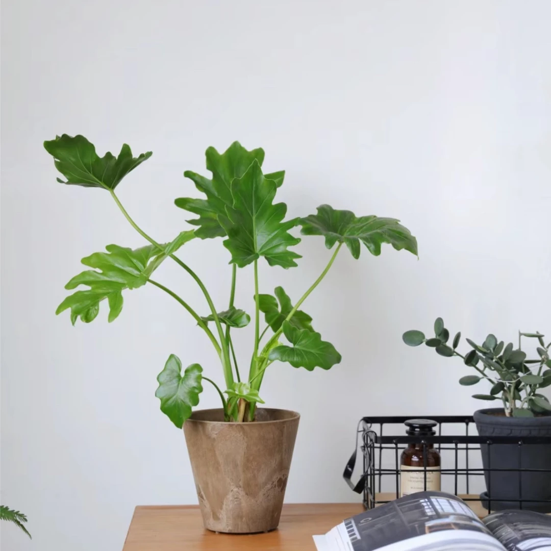 【直播间专用1】春羽龙鳞绿植可水培净化空气耐寒易活