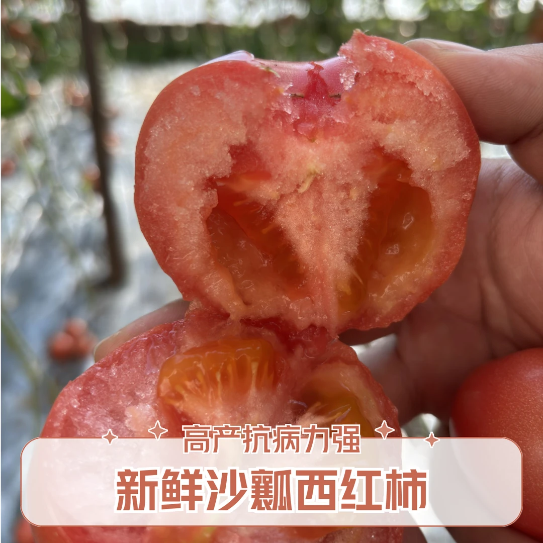 新鲜沙瓤番茄西红柿自然成熟现摘现发