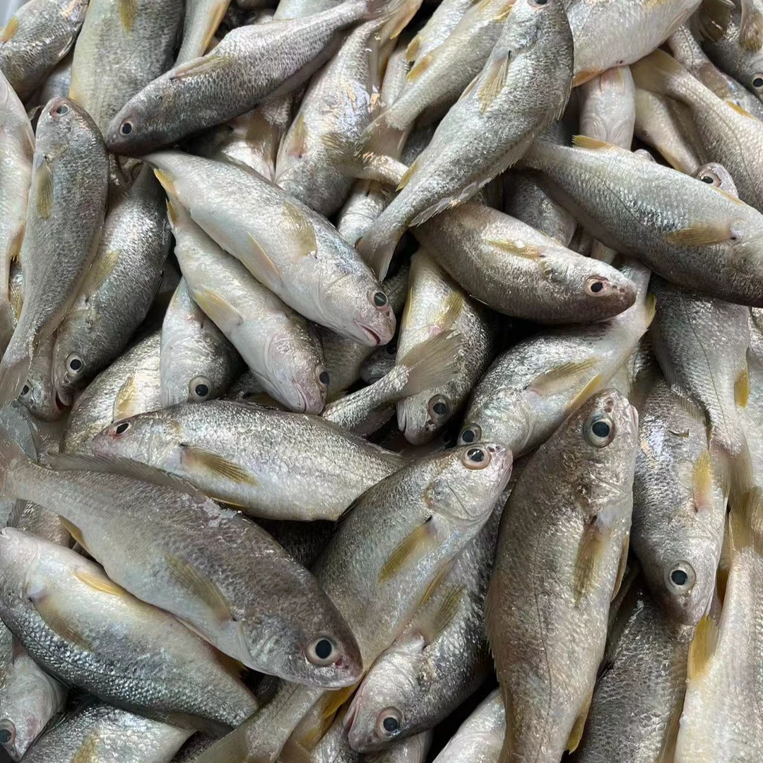 广东湛江天然海鲜石头鱼 白花鱼 一斤约9-10条左右