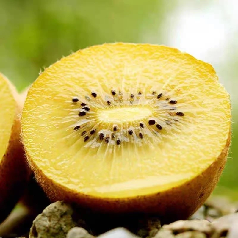 黄心猕猴桃 每箱12颗—仅限中阳县柳林县离石区下单