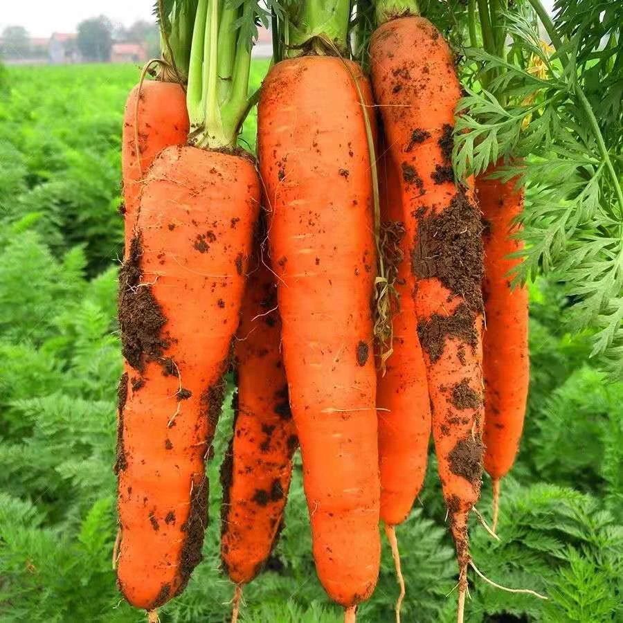 【嘉鑫】十斤特惠新鲜胡萝卜新鲜蔬菜沙地水果红萝卜现挖农家自种胡