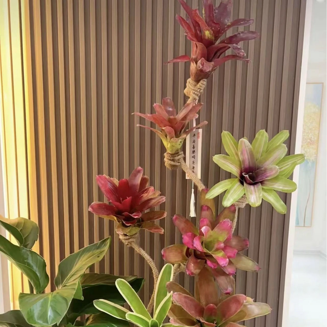 (积水凤梨)中型品种植物阳台花卉盆栽红辣椒积水雨林造