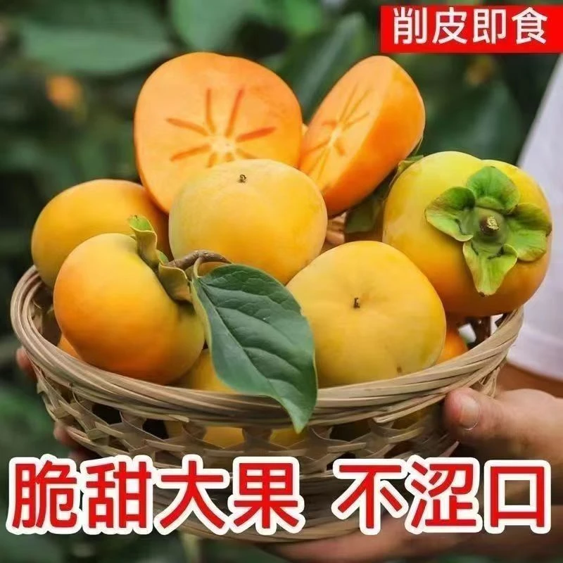 脆柿子水果新鲜无核整箱批发9斤大果脆甜糖心现摘脆柿云南脆柿子