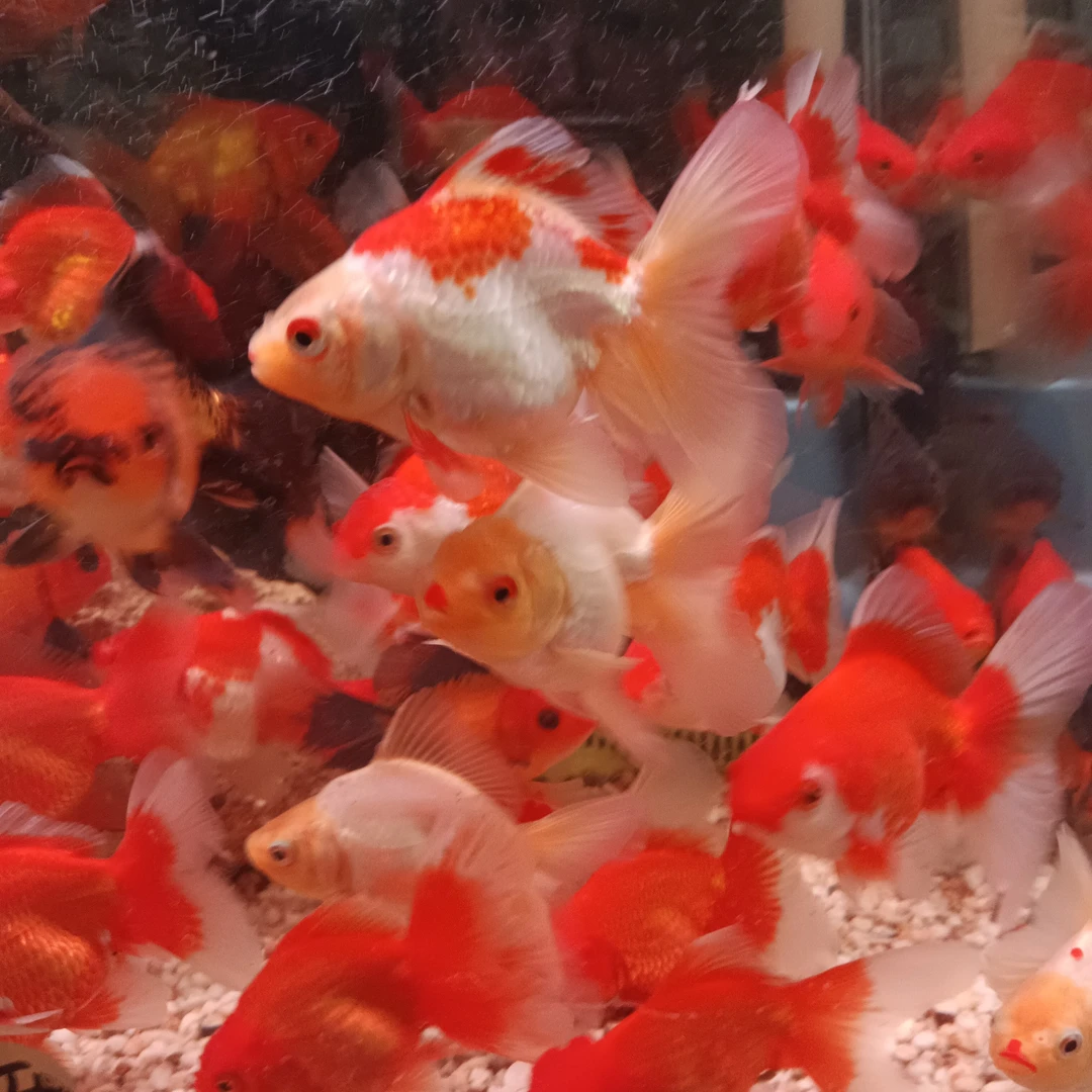 红花长尾短尾泰狮冷水鱼