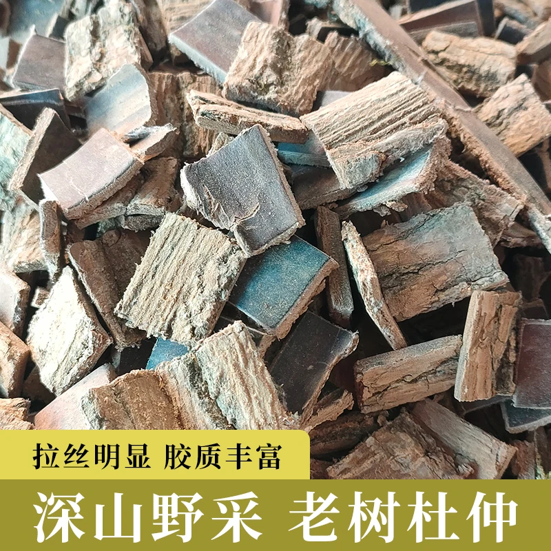 杜仲 老树龄 杜仲 深山 采摘 煲汤 滋补 泡酒料