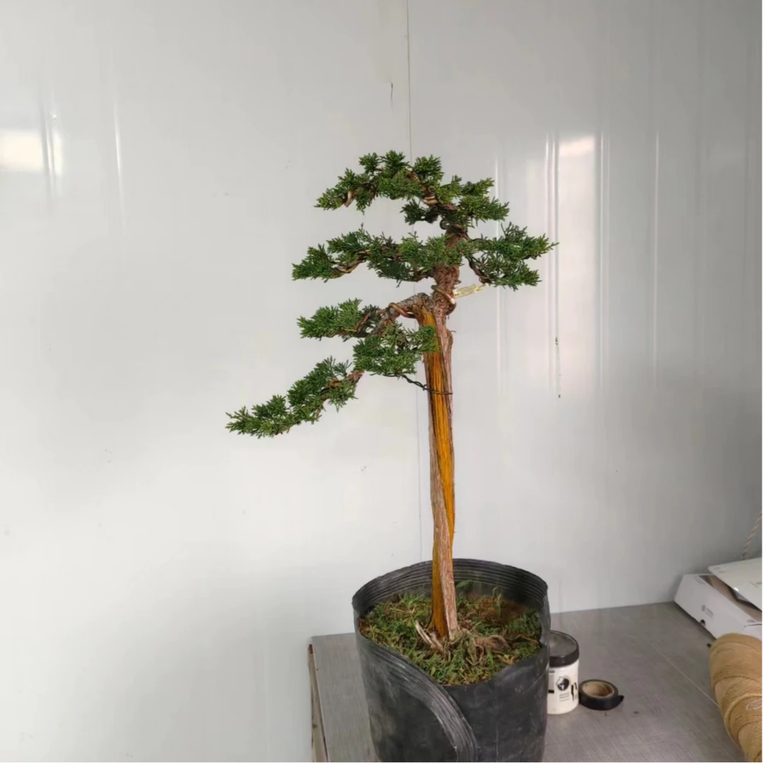 直播间专用链接一物一拍盆景
