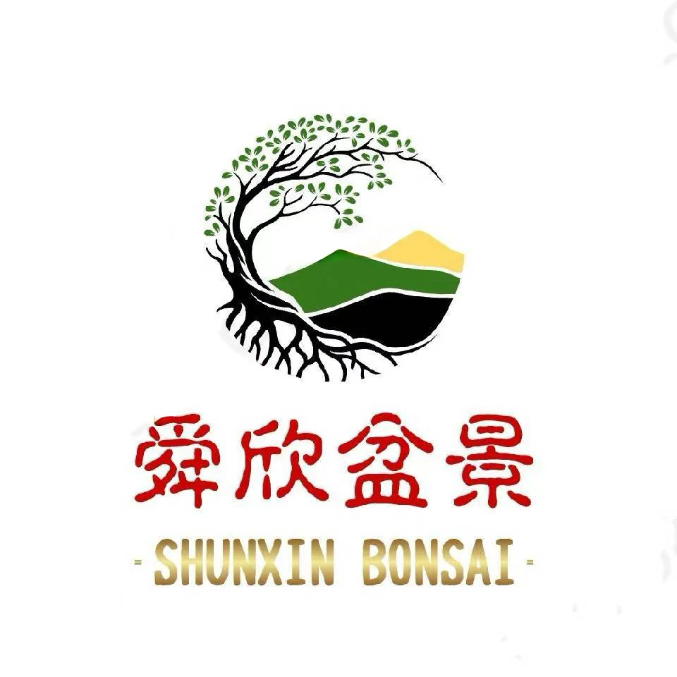 耐热耐寒多年生盆景菊 以直播间选购为准