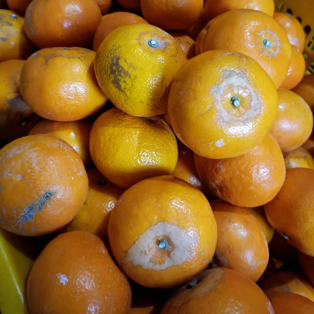 有籽沃柑沃柑花皮沃柑澳柑花皮果3/5/9斤超实惠