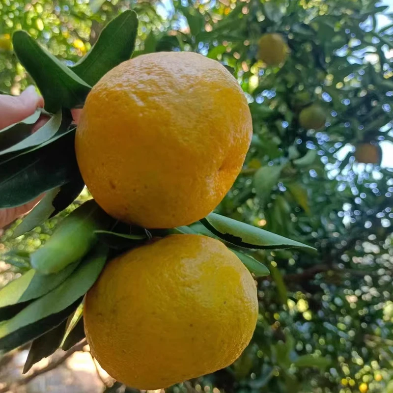 永春芦柑正宗福建水果大果柑橘桔子 现摘现发