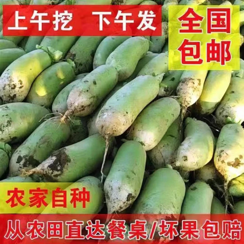 【襄阳广电直播专】襄阳唐白河新鲜露头青萝卜现拔现发脆甜多汁自种