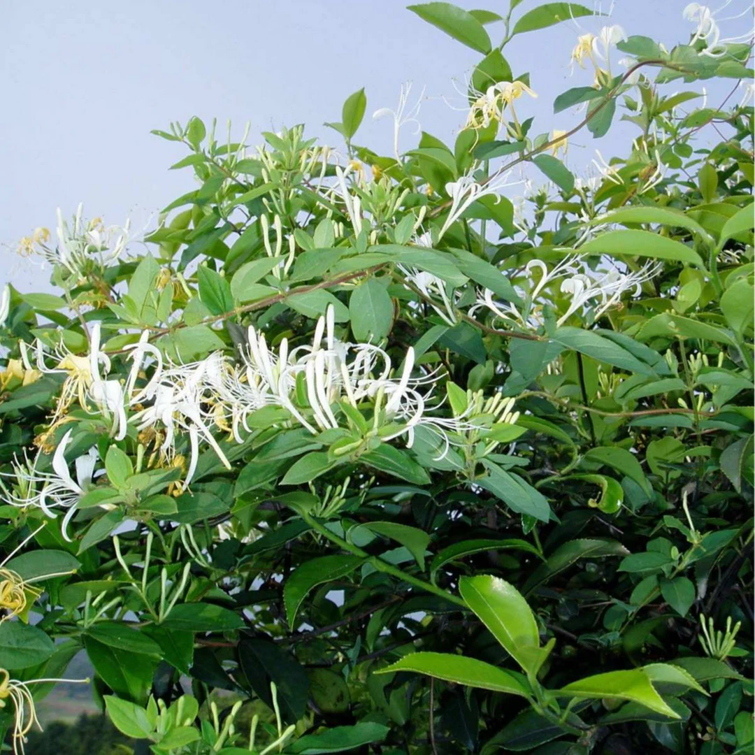 金银花 广东道地精选带绒毛金银花无添加 去伙 四季必备