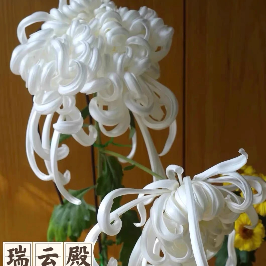 12.【瑞云殿】九月菊花耐寒耐热多年生好养
