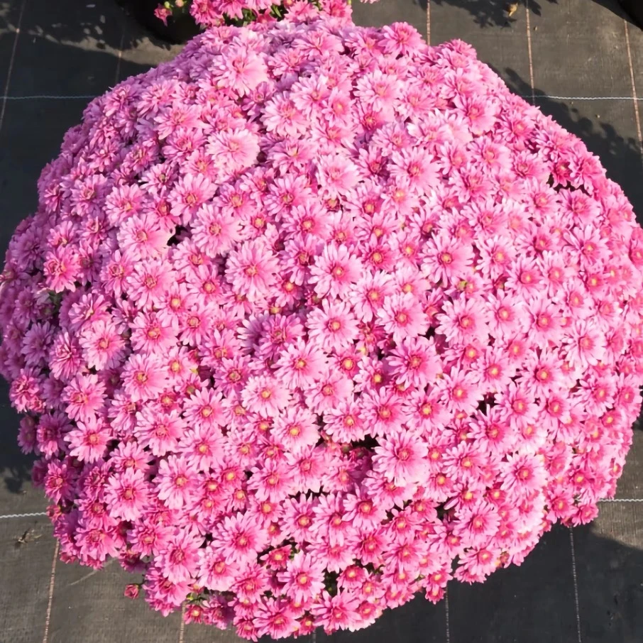 23.【绚秋糖果】九月菊花耐寒耐热多年生好养