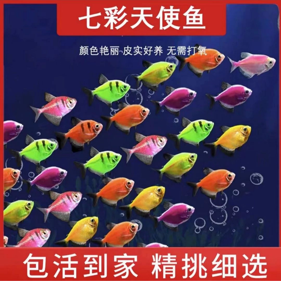 荧光天使鱼观赏懒人可混养不用过滤不用打氧淡水耐活小型热带