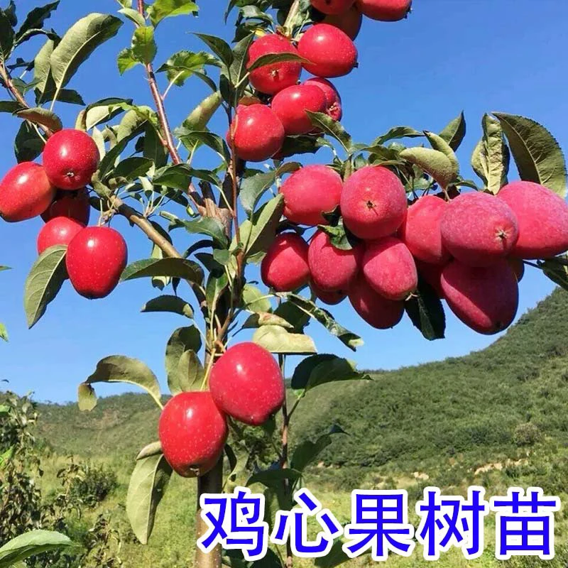 嫁接【鸡心果】【冰糖心红富士】庭院阳台栽种树形