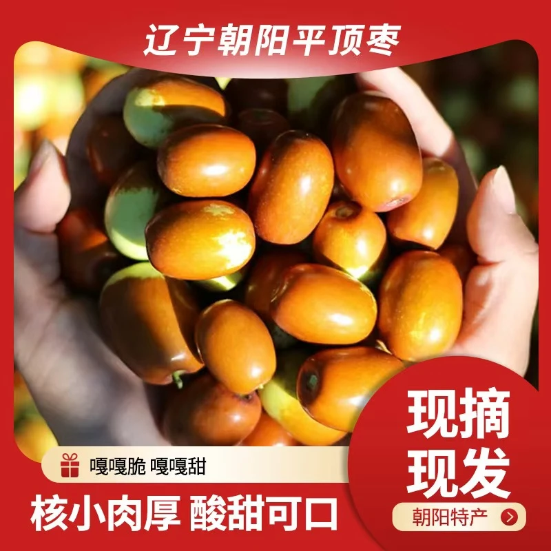 2号非辽宁省顺丰包邮正宗朝阳特产孙家湾平顶枣脆爽酸甜现摘现发