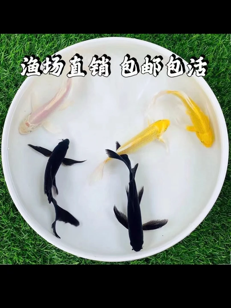 15-18厘包邮锦鲤观赏鱼 招财金鱼长尾龙凤白金黑金黄金锦鲤观赏鱼