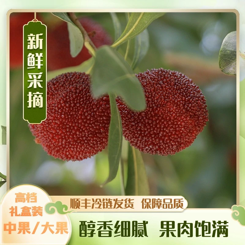 【中果/大果】东魁杨梅/现摘现发/顺丰冷运/单果克重18g-25g优选