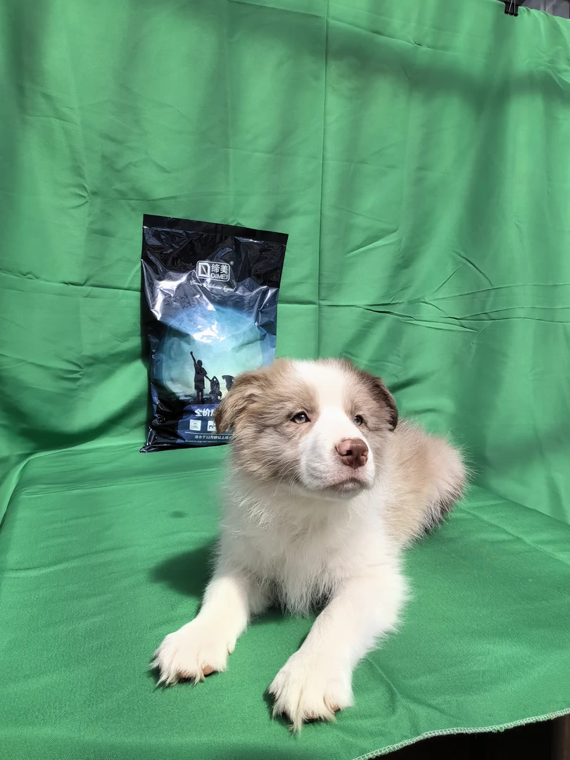 缔美狗粮生产日期1月8日丁香陨石适用