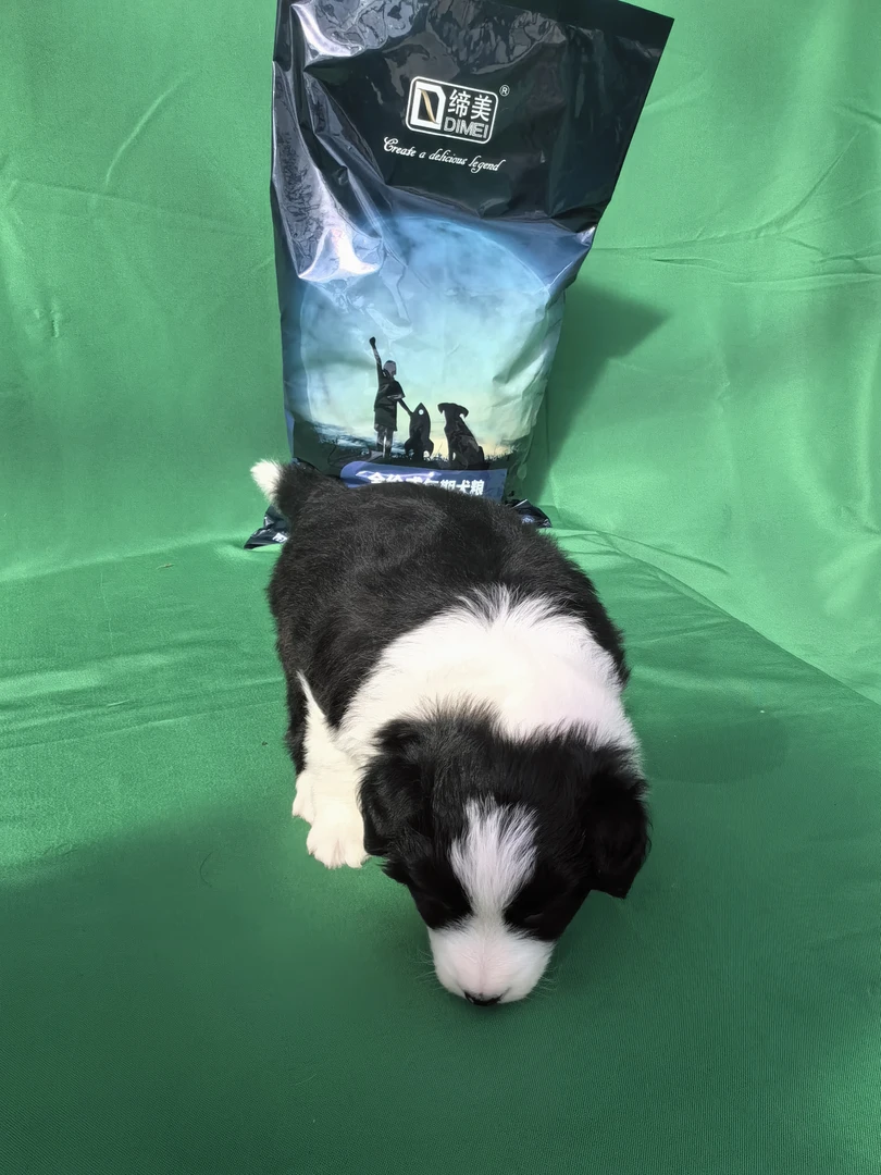 缔美狗粮生产日期3月黑白边牧适用