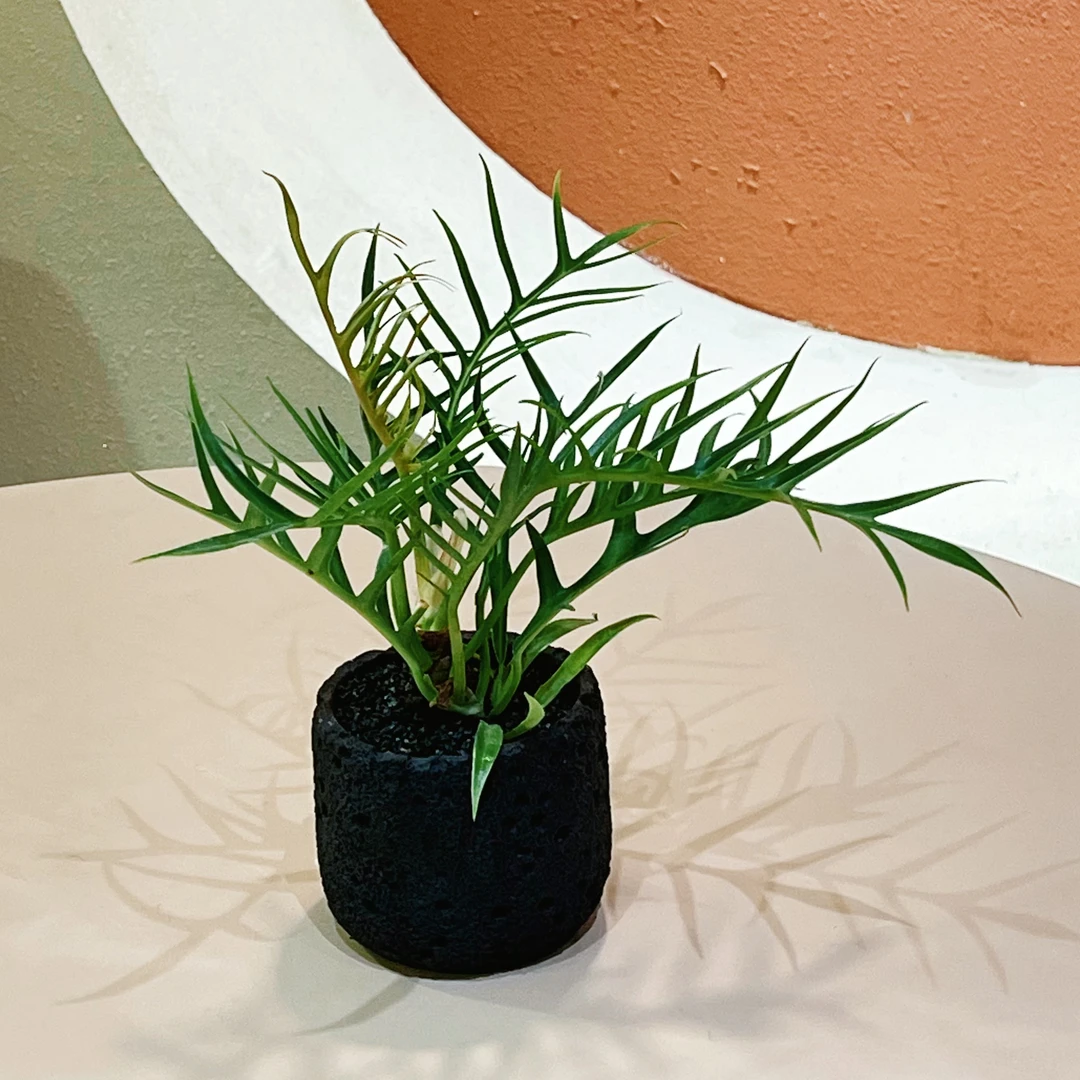 【鱼骨蔓绿绒】室内耐阴好养组合盆栽北欧现代高级