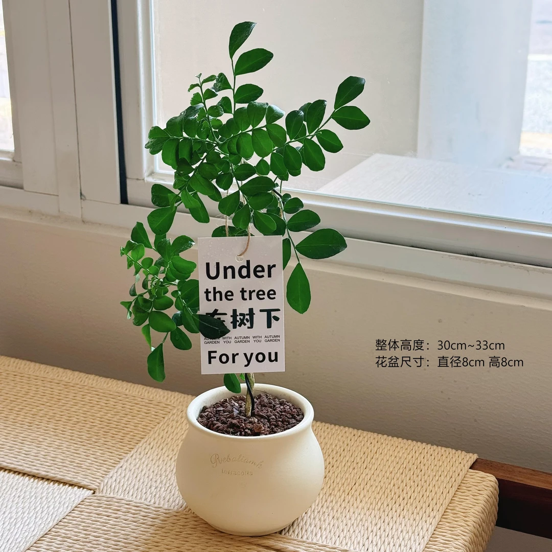 【九里香】盆栽四季植物造型花卉开花绿植