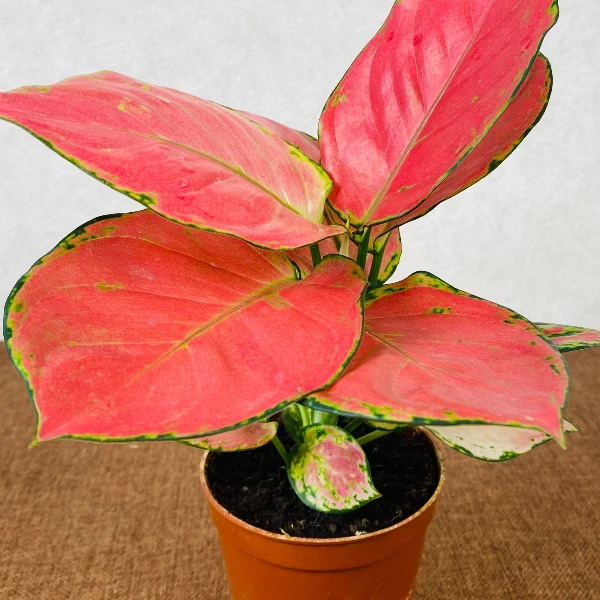 【吉利红】盆栽绿植桌面净化红火懒人水培如意皇后花卉室内好养