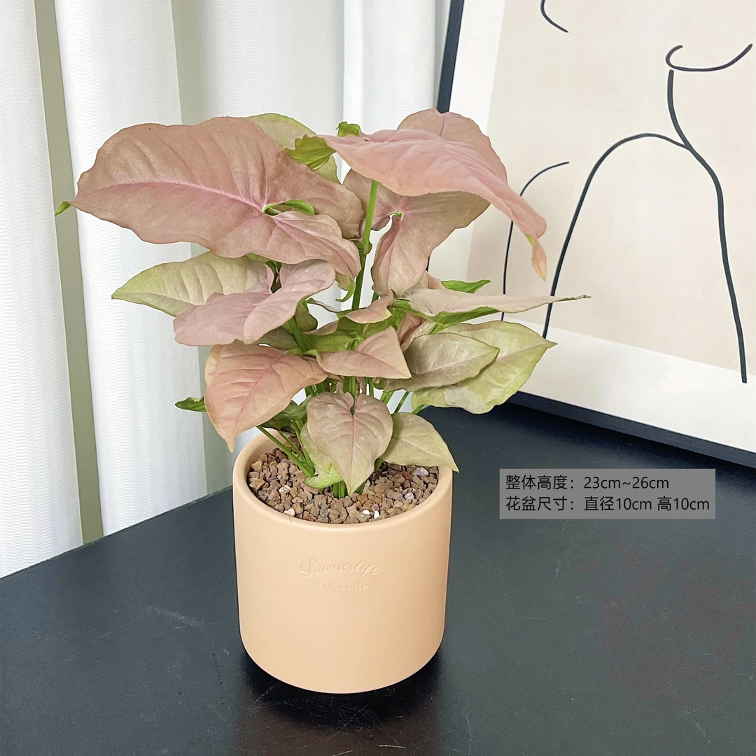 【红粉佳人】合果芋竹芋绿植北欧风桌面盆栽植株
