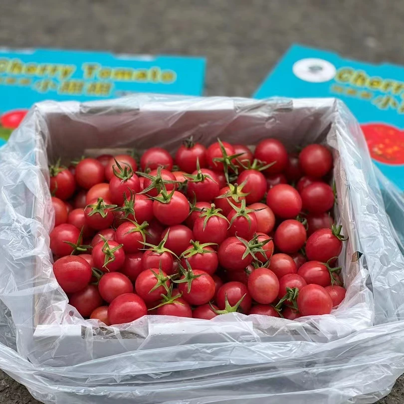 刘婆婆千禧小番茄 又脆又甜  净果2斤 礼盒装 表妹儿