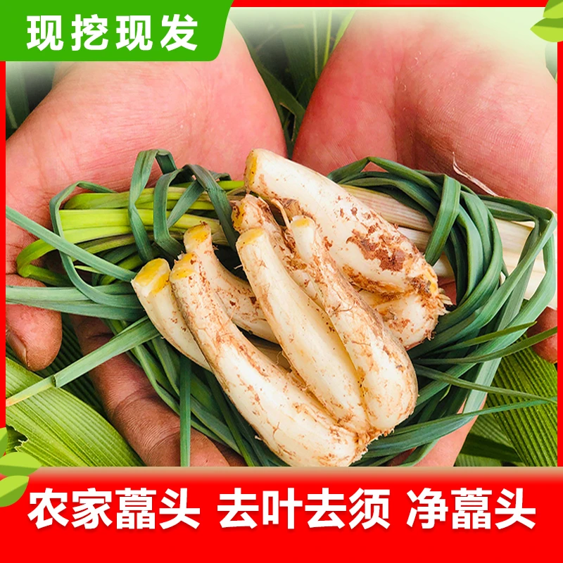 3斤5斤9斤（去叶去须）速发新鲜农家自种藠头茭头做泡菜炒腊肉