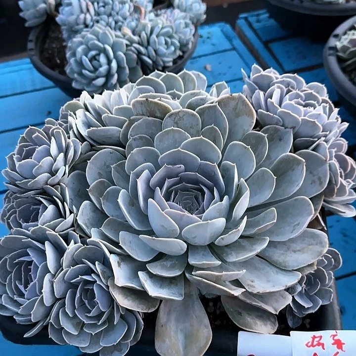 82402 圣卡发货 111