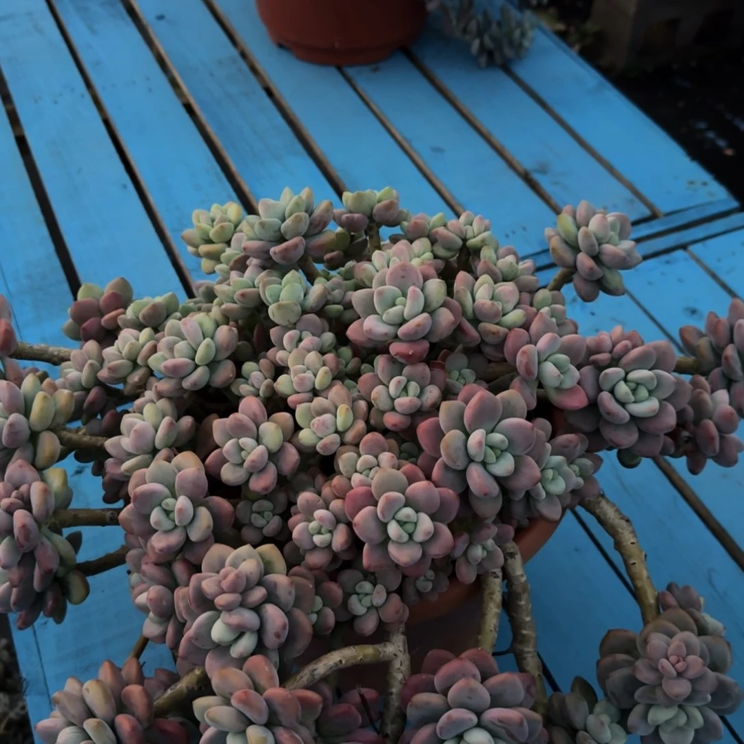 吃**睡吃饱了睡红洛神寄养 222