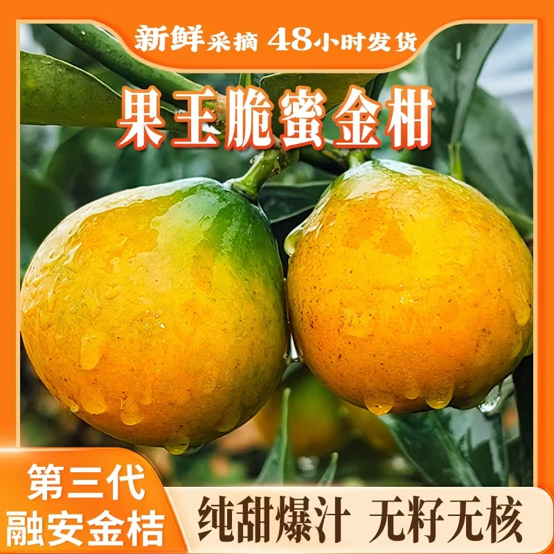 【新上市脆蜜金桔】融安金桔纯甜多汁皮薄无籽甄选时令优质新鲜脆蜜